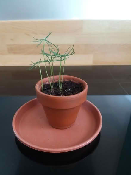 Photo of free Grow your own Christmas Tree seedlings (Penwortham PR1) #1