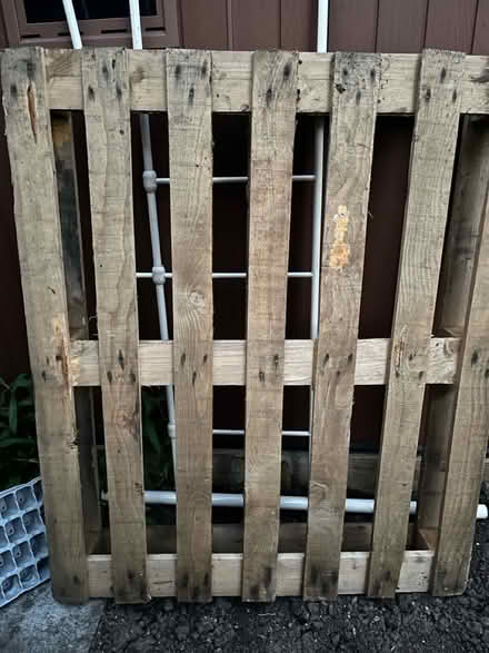 Photo of free Pallet (TN15) #1