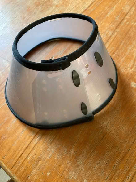 Photo of free Small dog ‘cone of shame’ (St Leonards on Sea TN37) #1