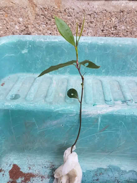 Photo of free Bay tree seedlings (Blacklands TN34) #1