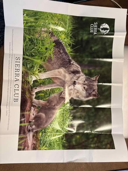 Photo of free Wolf poster (Ossining) #1