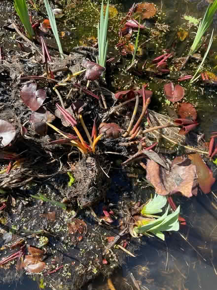 Photo of free Waterlily (Mudeford BH23) #2