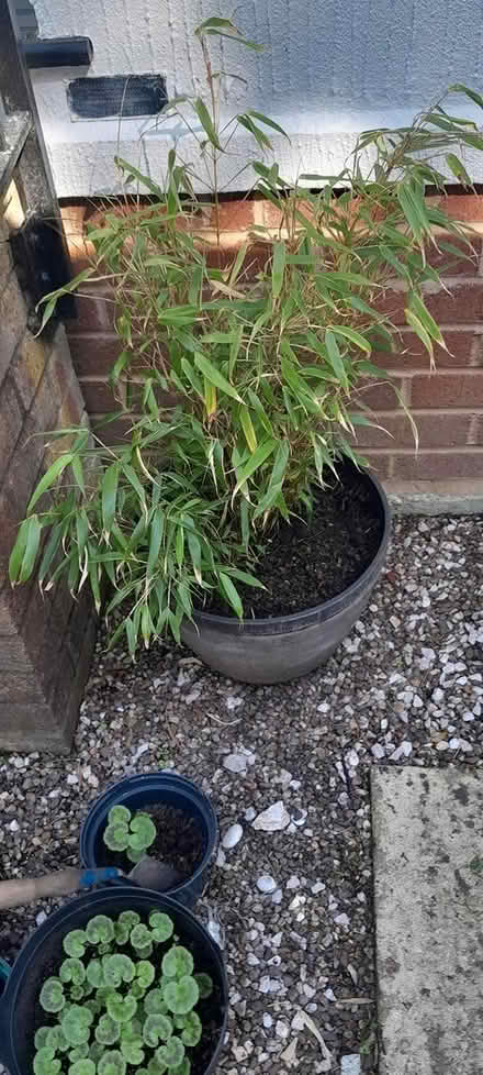 Photo of free Rufus bamboo (Bovey Tracey) #2