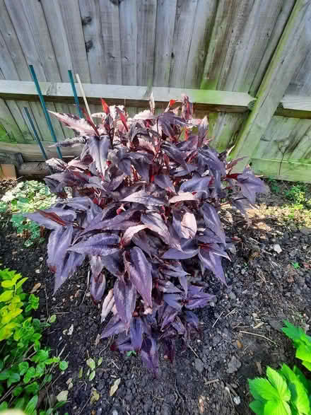 Photo of free Cutting of Persicaria Red Dragon (Morden SM4) #1