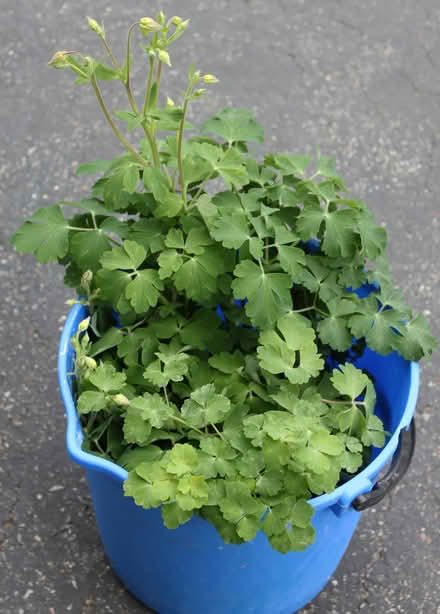 Photo of free Columbine Plants (West Townsend) #1