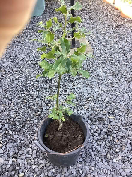 Photo of free Holly tree (Oxenholme LA9) #1