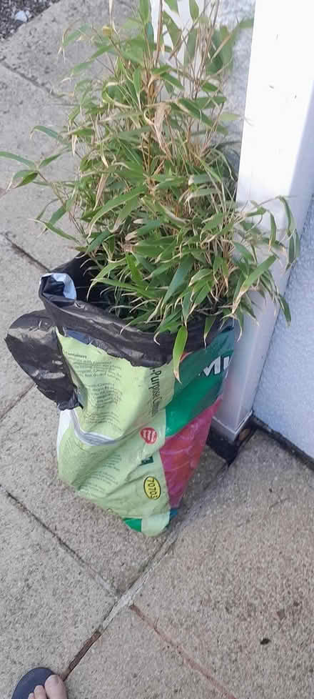 Photo of free Rufus bamboo (Bovey Tracey) #1