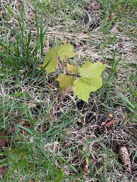 Photo of free Maple and catnip seedlings (Downers Grove) #2