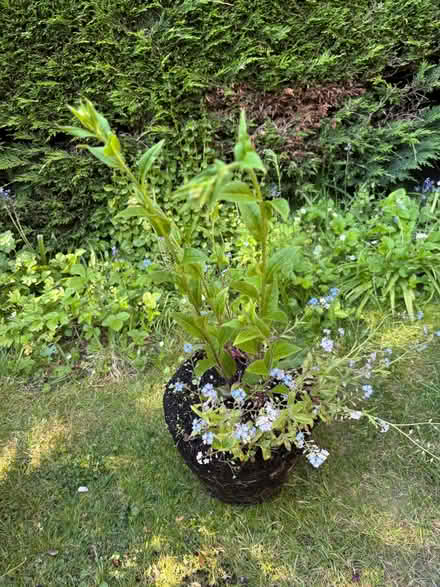 Photo of free Bare rooted, tall white phlox (Allerton L18) #2