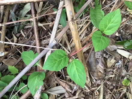 Photo of free Bamboo stakes (deceased) (LE2 , Clarendon Park) #2