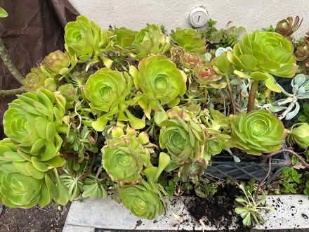 Photo of free Emptying my flower boxes (Tustin Ranch) #3