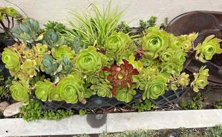 Photo of free Emptying my flower boxes (Tustin Ranch) #4