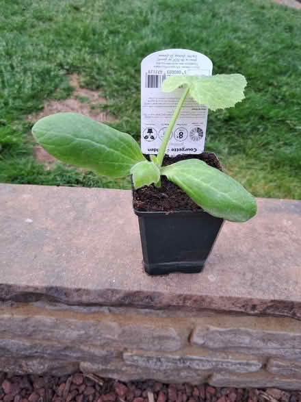 Photo of free Courgette plant (Woodley RG5) #1