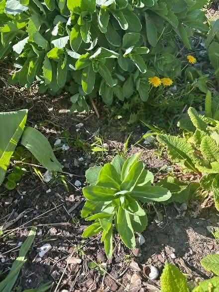 Photo of free Small sedum plant (ice plant) (Eastbourne BN20) #1