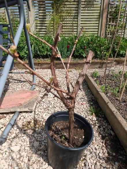 Photo of free Grapvine (Ingrave CM13 3QJ) #1