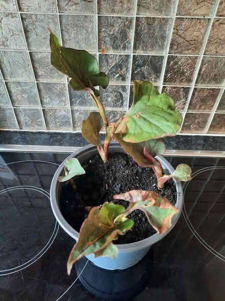 Photo of free Houttuynia (Morden SM4) #3