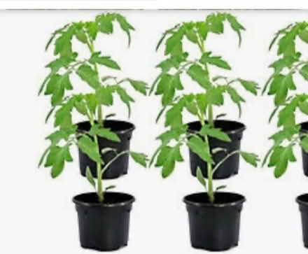Photo of Tomato plants (Hopton ST18) #1