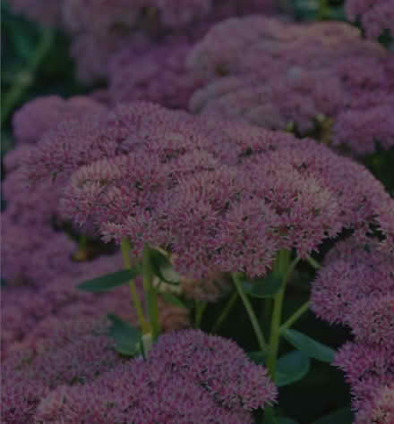 Photo of free Sedum cutting (Morden SM4) #1