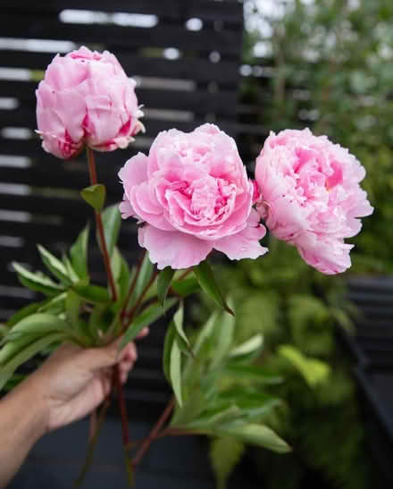 Photo of Peonies (Gravesend DA12) #1
