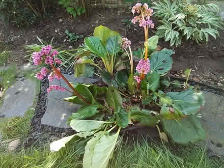Photo of free Bergenia (Elephant's Ears) plants (Burntwood WS7) #1