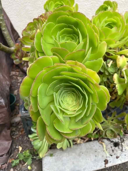 Photo of free Emptying my flower boxes (Tustin Ranch) #1