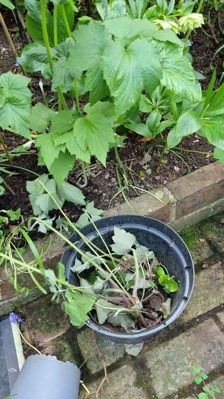 Photo of free Japanese anemone (South Tonbridge TN9) #1