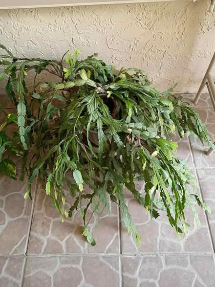 Photo of free Large Christmas cactus (Sunrise- near City Hall) #1