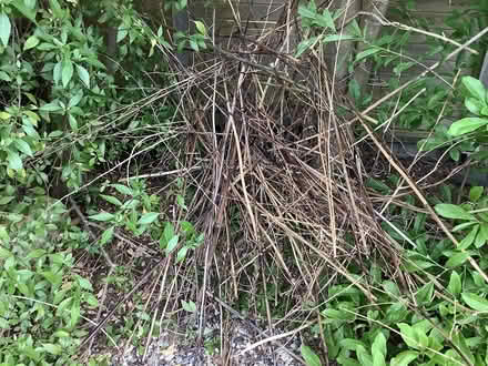 Photo of free Bamboo stakes (deceased) (LE2 , Clarendon Park) #4