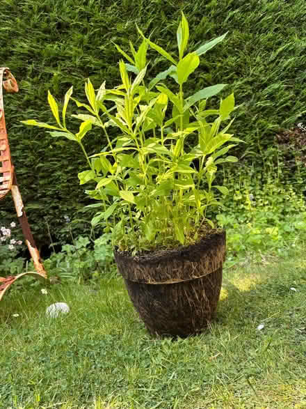 Photo of free Bare rooted, tall white phlox, (with very good root system) (Allerton L18) #1