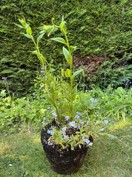 Photo of free Bare rooted, tall white phlox (Allerton L18) #1