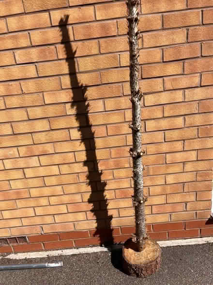 Photo of free Tree Stump (Solihull B90) #1