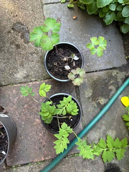 Photo of free Small outdoor plants (Allerton L18) #3