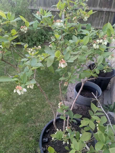 Photo of free Blueberry bush in pot (Linslade LU7) #1
