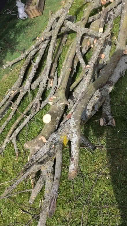 Photo of free Fire wood logs (Woodloes Park CV34) #1