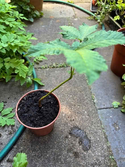 Photo of free Small outdoor plants (Allerton L18) #2