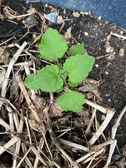Photo of free Maple and catnip seedlings (Downers Grove) #1
