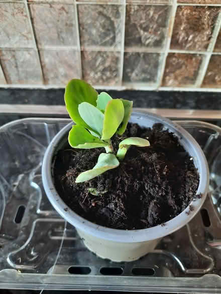 Photo of free Sedum cutting (Morden SM4) #2