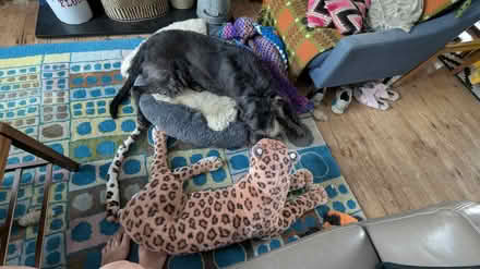 Photo of free Giant leopard/jaguar soft toy (lancing) #2