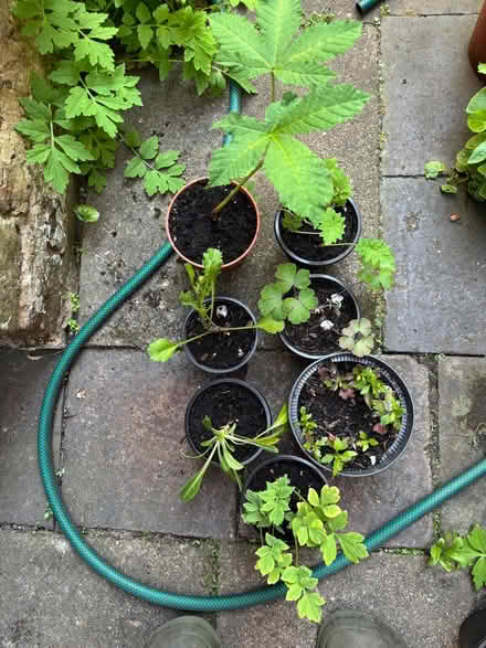 Photo of free Small outdoor plants (Allerton L18) #1