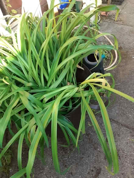 Photo of free Day Lilly plants (Southport PR8) #1