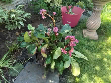 Photo of free Bergenia (Elephant's Ears) plants (Burntwood WS7) #2