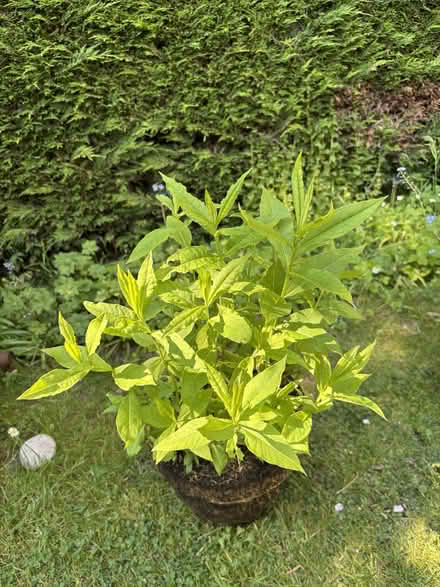 Photo of free Bare rooted, tall white phlox, (with very good root system) (Allerton L18) #2