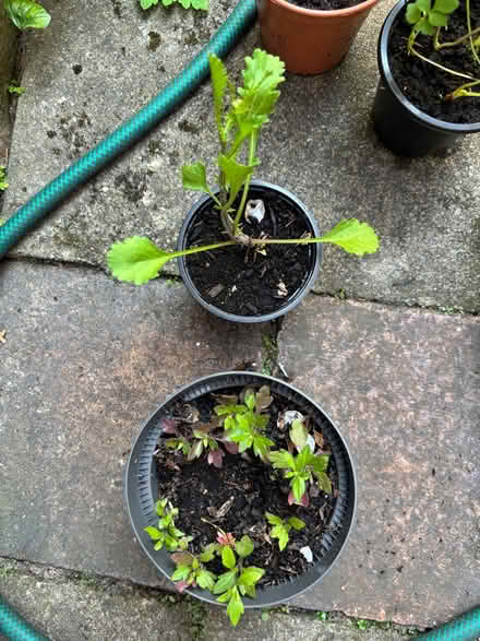 Photo of free Small outdoor plants (Allerton L18) #4