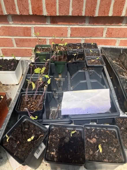 Photo of free Tomato plant seedlings (Clover Hill, near Ft Detrick) #1
