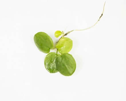 Photo of Pond plants (Saint Andrew Auckland DL14) #1