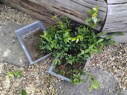 Photo of free Sarcococca Christmas Box seedlings (Burton-in-Kendal LA6) #1