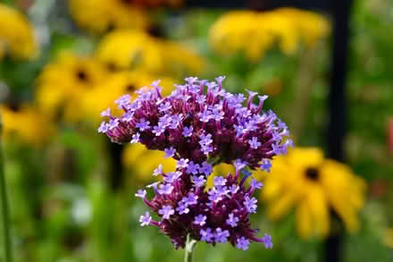 Photo of free Verbena bonariensis seedlings (Hatfield AL10) #1