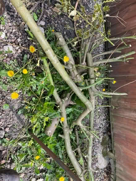 Photo of free Wood (Buxton) #1