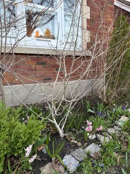 Photo of free Rose of Sharon bushes (Civic Hospital) #2