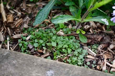 Photo of free Verbena bonariensis seedlings (Hatfield AL10) #3